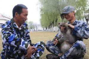 Мавпи допомагають китаю впс у боротьбі з птахами Мавпи допомагають китаю впс у боротьбі з птахами